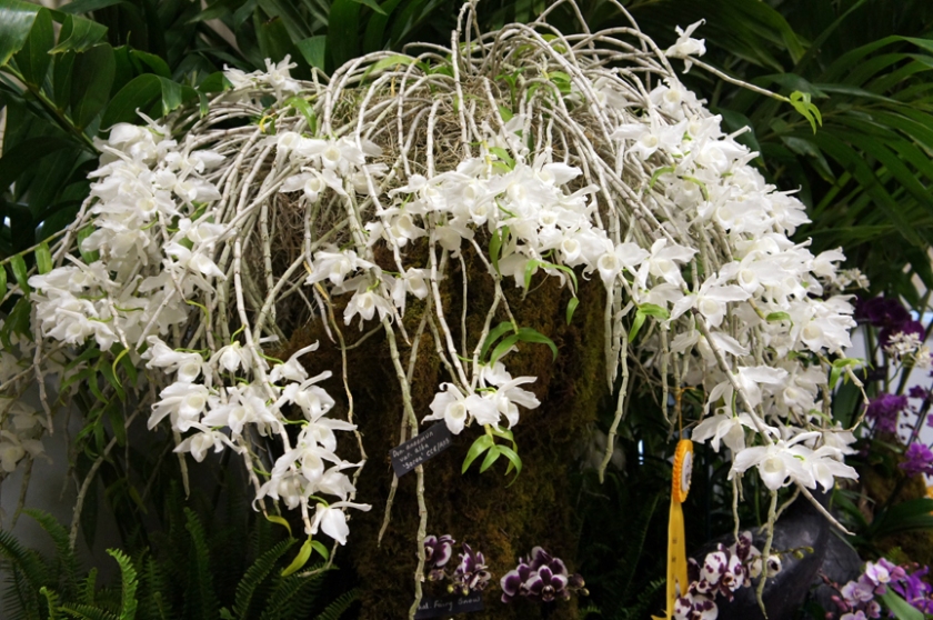 Dendrobium anosmum alba – admiravelorquidea