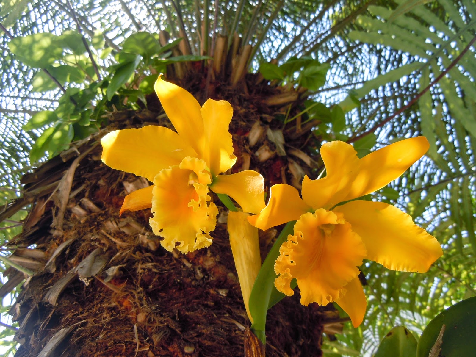 Cattleya hibrido-amarela – admiravelorquidea